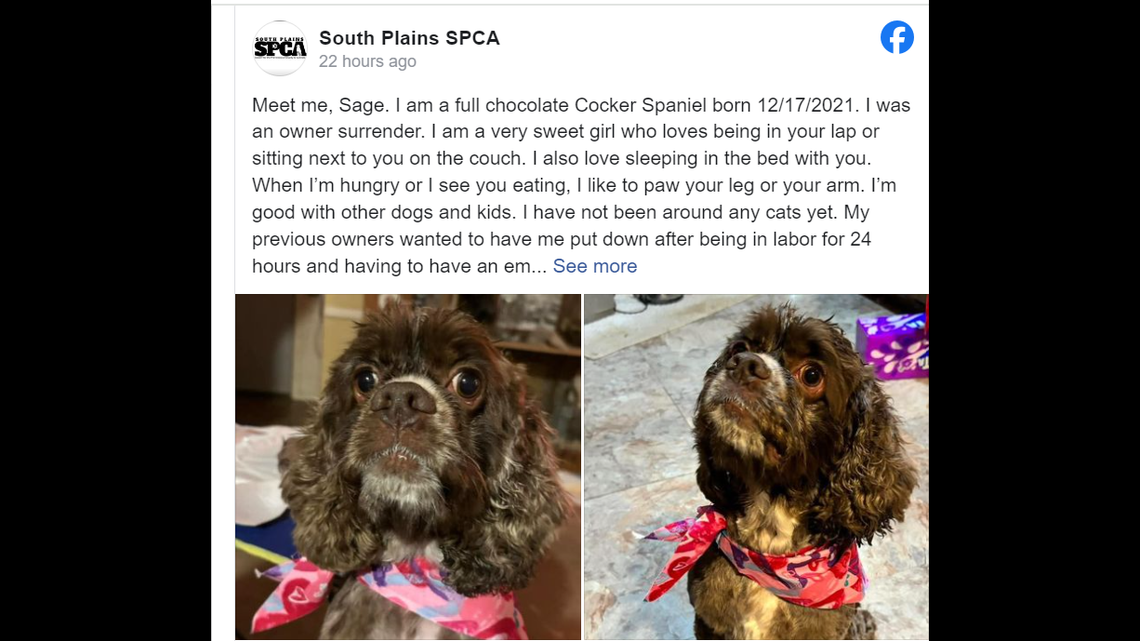 Cuddly Sage loves being in people’s laps and has a lot of love to give.