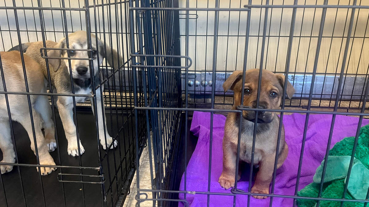 A small puppy sits in a crate, staring directly into the camera. The puppy is brown with a black snout.