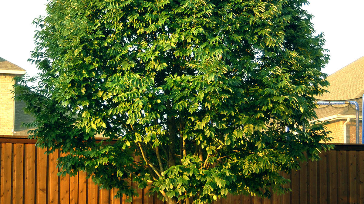 Ash trees are promoted for fast growth, but longevity suffers.