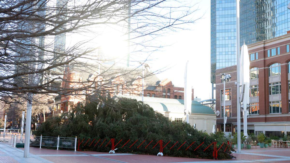 The 80-foot Norway Spruce Christmas tree in Sundance Square was blown over by strong winds in Fort Worth.