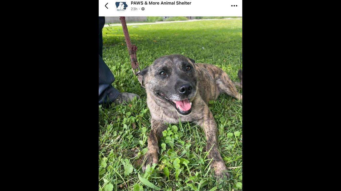 It didn’t take long for Brindle, a 4-year-old-pup, to have her happy ending.