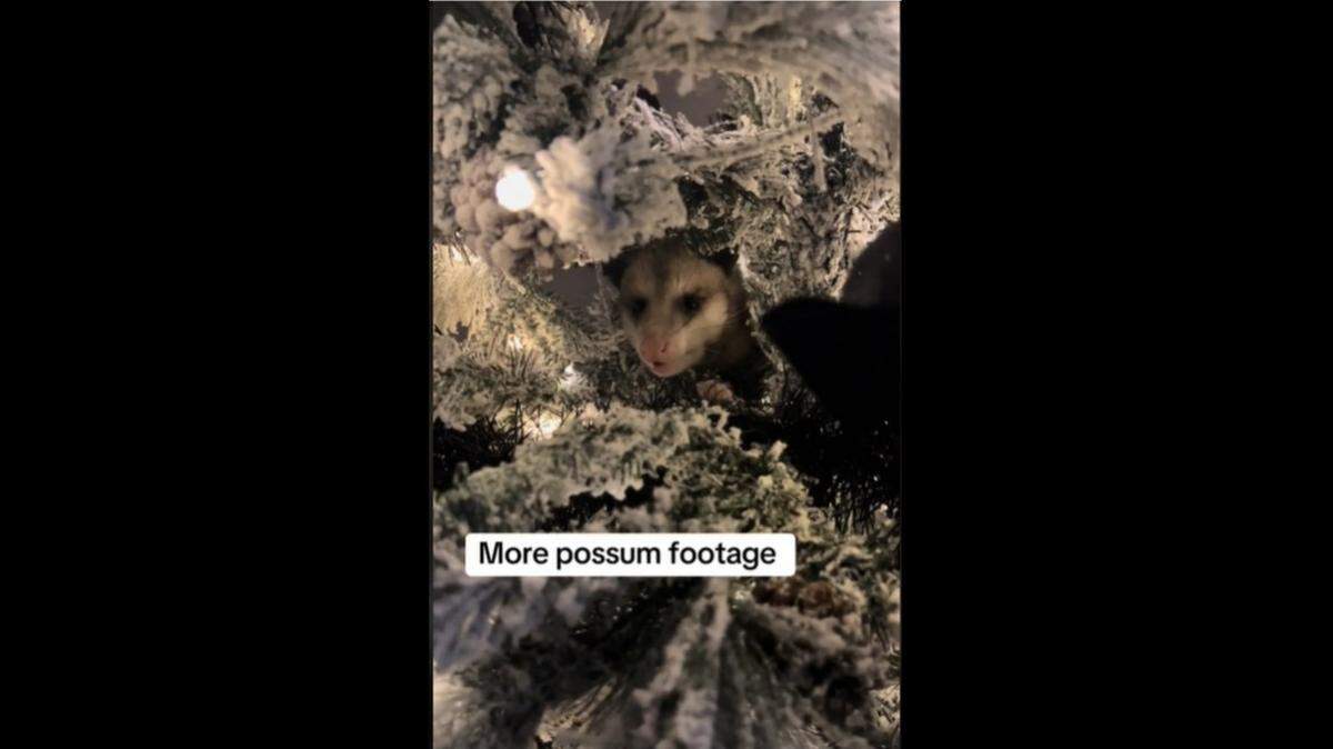 TikTok user BrettBratt359 took video of a possum she found in her Christmas tree.