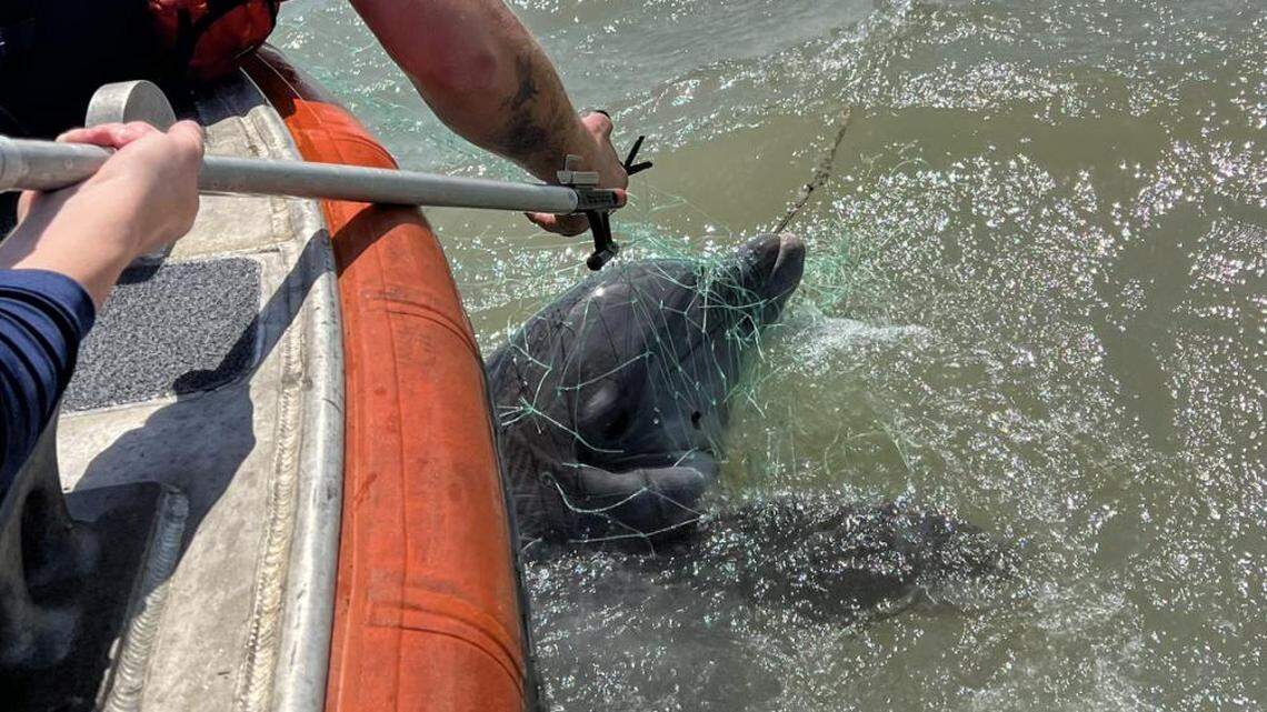 This bottlenose dolphin was rescued from a fishing net that is illegal in Texas waters, according to the Coast Guard.