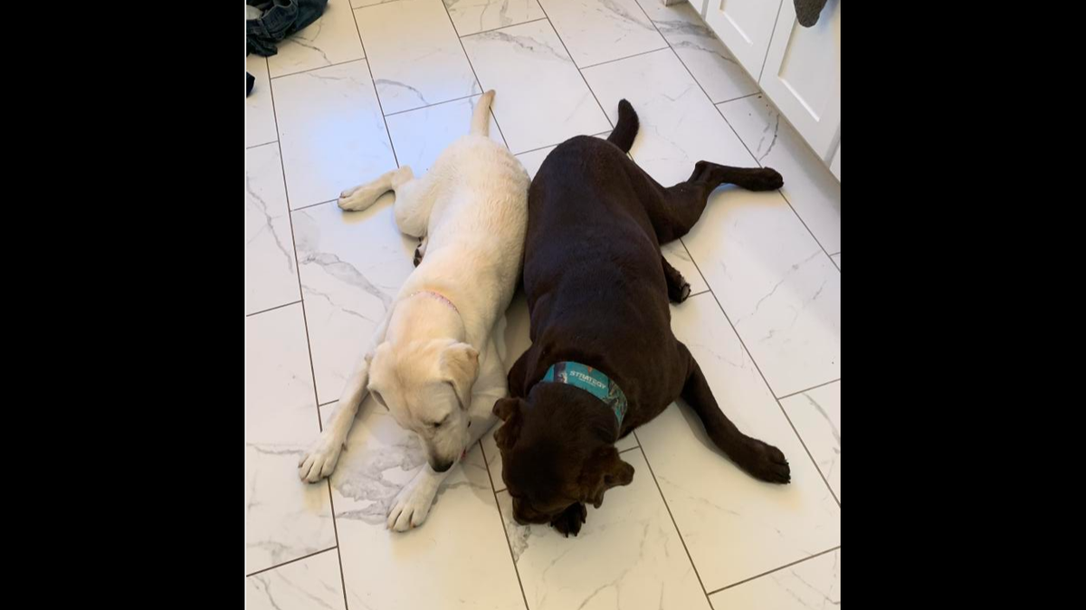 Two Labrador retrievers were allegedly shot on the campus of Eagle Mountain International Church in July 2024 after they wandered onto the property.