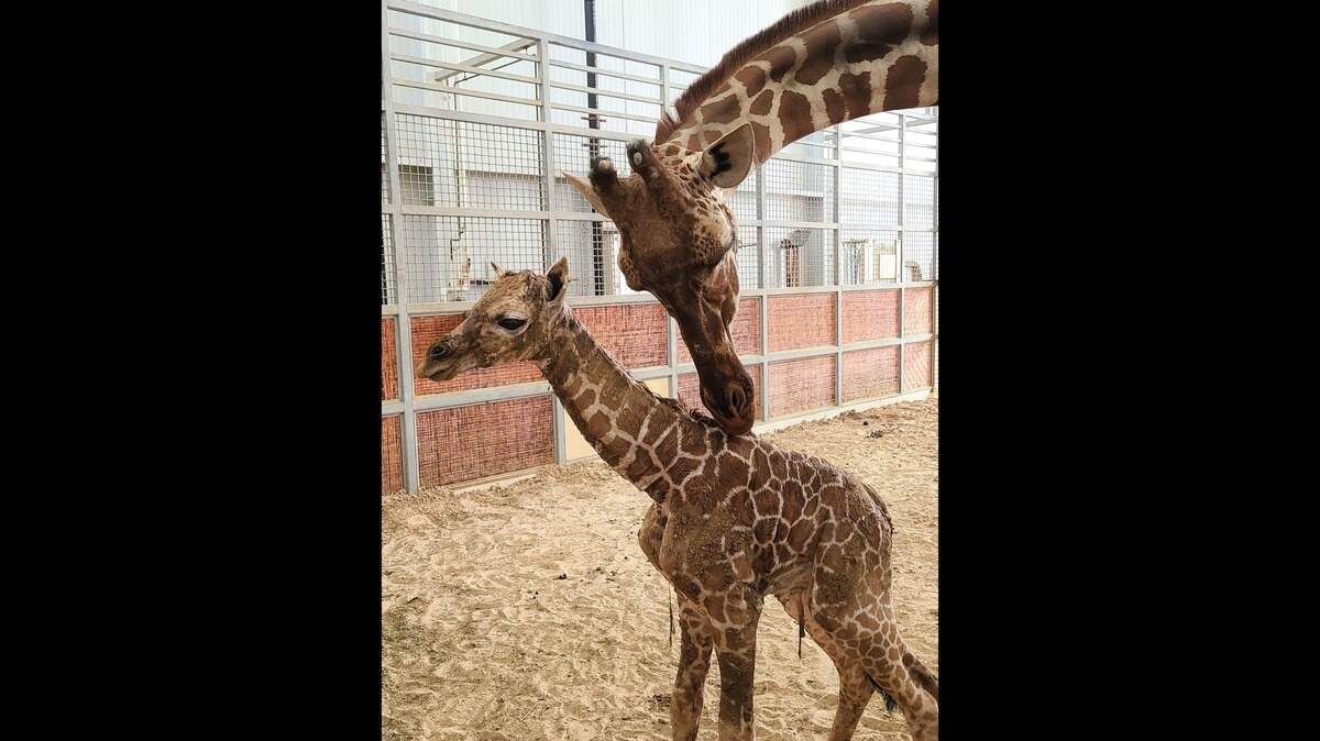 A baby giraffe was born at the Dallas Zoo on Sunday, March 19, 2023 to a giraffe named Chrystal. The name of the baby giraffe will be soon announced.