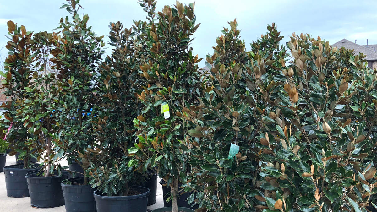 Dwarf southern magnolias have proven their durability in North Texas landscapes.
