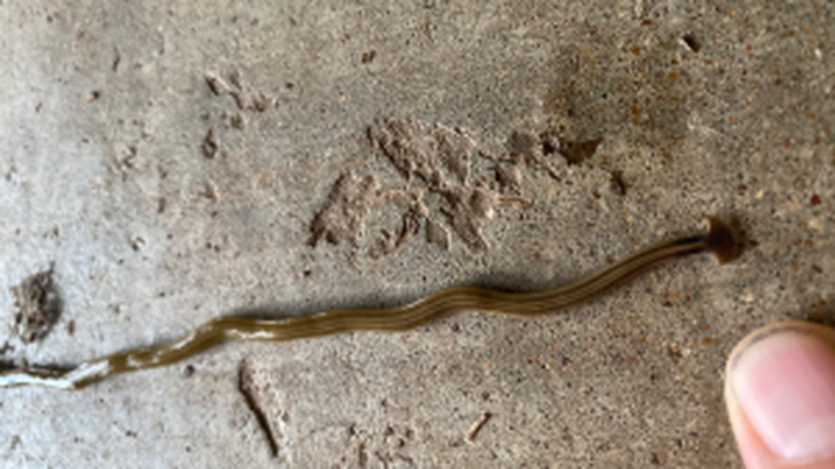 A hammerhead worm in Texas.