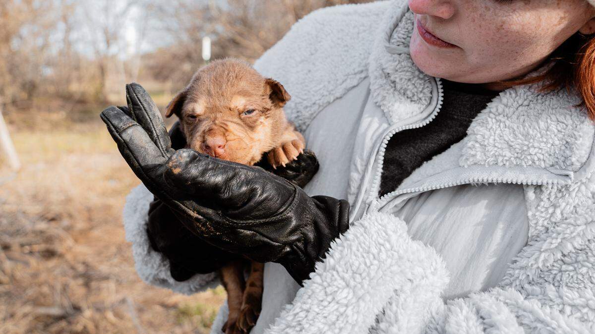 A newborn puppy was among the dogs recently rescued by the Humane Society of North Texas. The puppy, named Frost, was found cold and motionless, “his frail body barely clinging to life.”