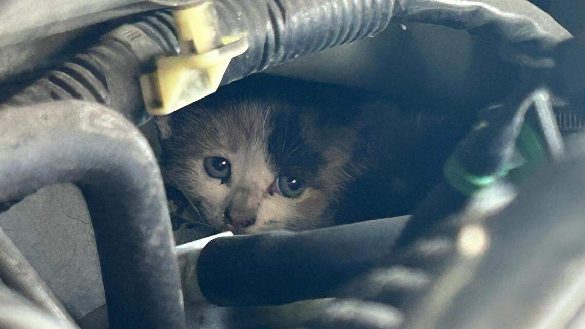 How to Get a Cat Out of a Car Engine: Quick & Safe Rescue Tips