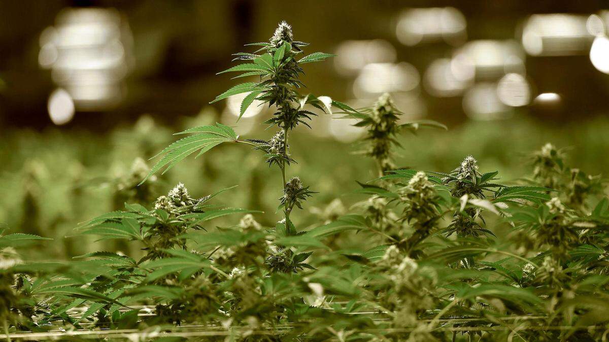 Recreational weed is on Missouri’s ballot. Your questions about Amendment 3, answered