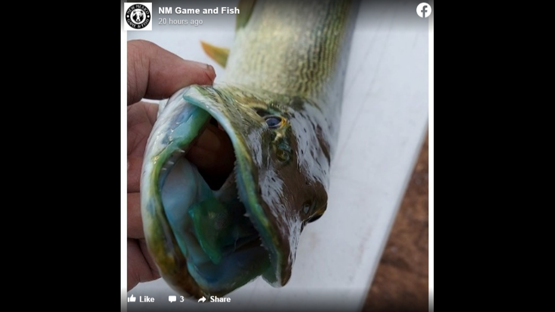 Two pike found in Arizona’s Navajo Lake had blue mouths, angler says. The cause is a mystery.