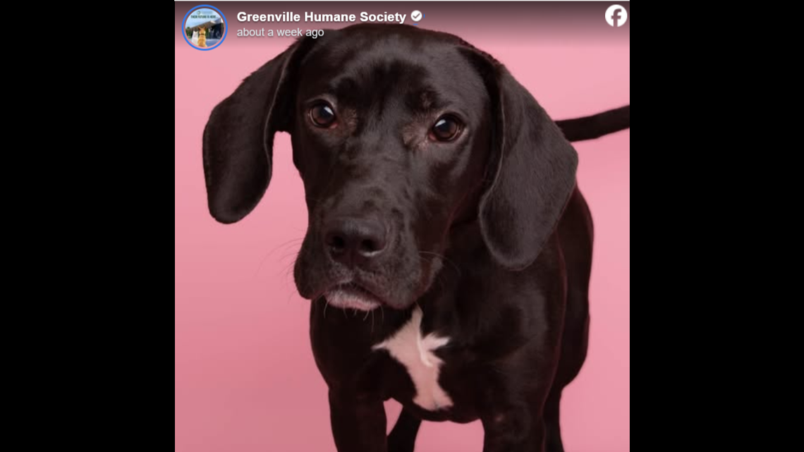 Sweet Wren’s face.