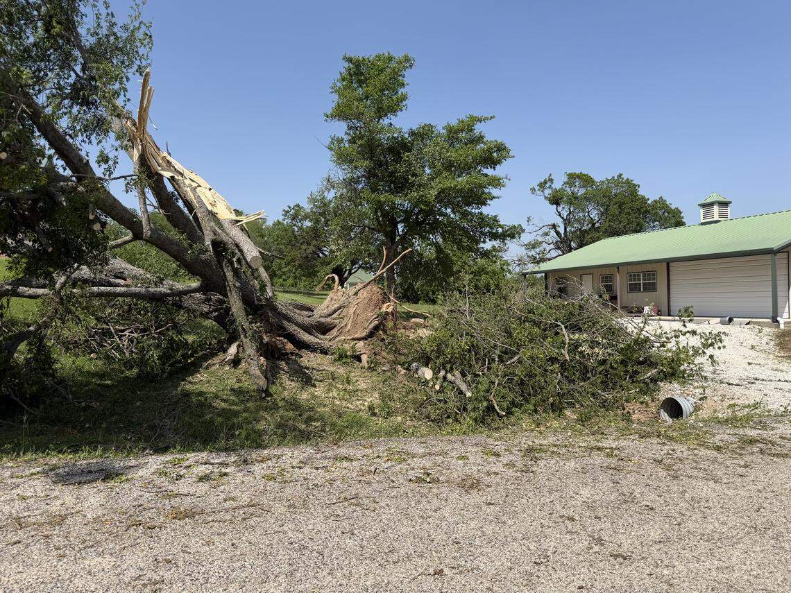 A large tree was broken when a tornado hit the Springtown, Texas, area on Saturday, April 25, 2026.
