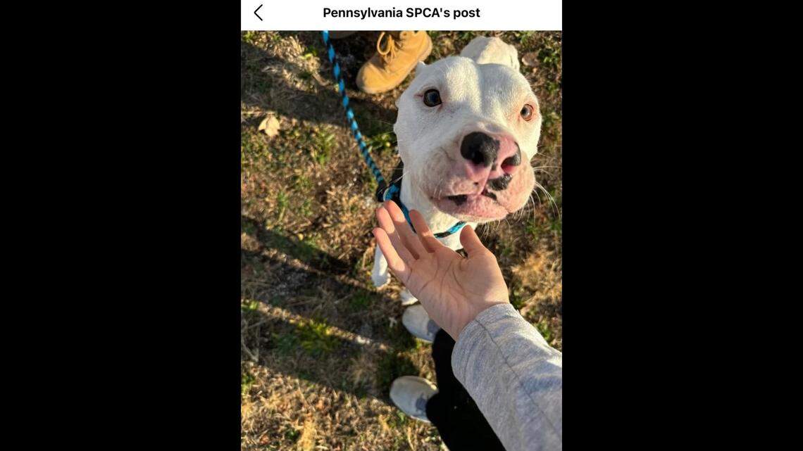 Biscuit has a deep affection for humans.