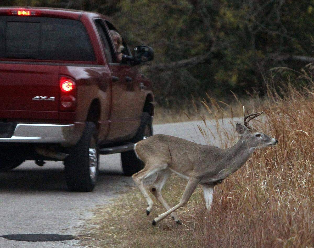 A deer crosses behind a vehicle at the Fort Worth Nature Center & Refuge.