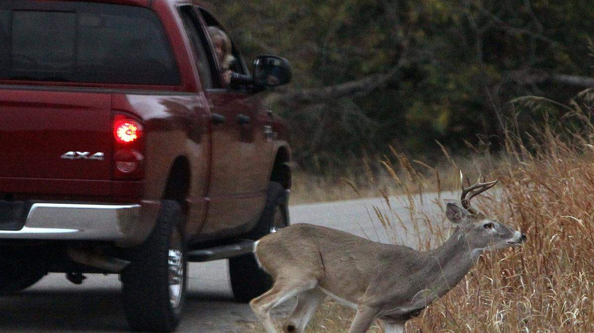 A deer crosses behind a vehicle at the Fort Worth Nature Center & Refuge.