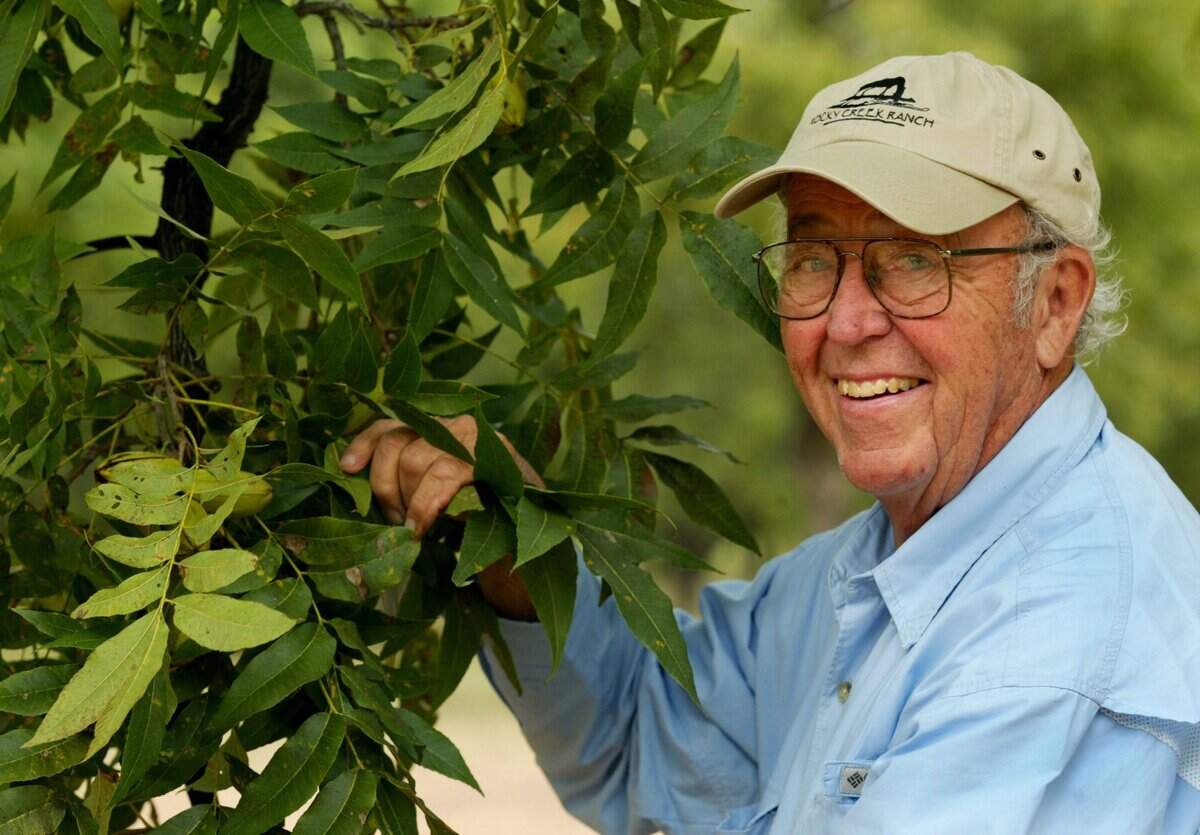 Obie Paul Leonard Jr. looks over one of his pecan trees at his orchard in Goldthwaite, Texas. The Big Valley Farm was planted by the Leonard family in the 1940s. (nk) 2004