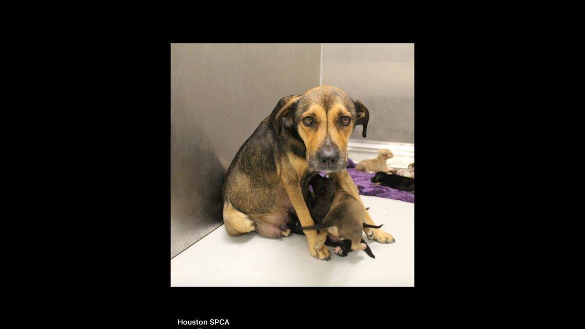 Shelly, settling in with her puppies.