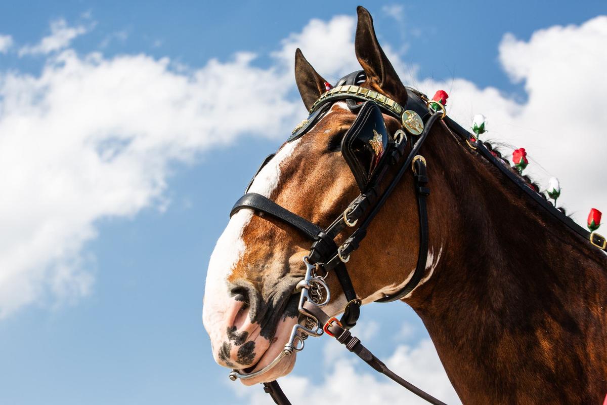 Bud from the Budweiser Clydesdales stands with his harness on Friday, July 12 at the Fort Worth Stockyards. Bud is a 2000 pound Clydesdale and is important to the team for being the strongest horse to pull the wagon and is part of the Wheel team.
