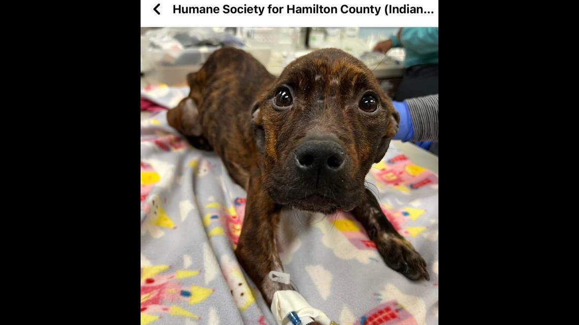 Leela with her soulful eyes.