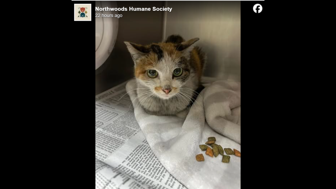 Little Stowaway will soon be ready for adoption.