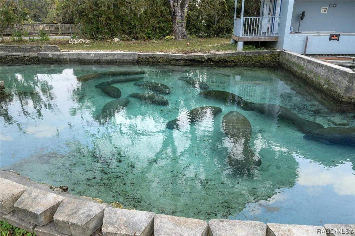 Manatee lagoon