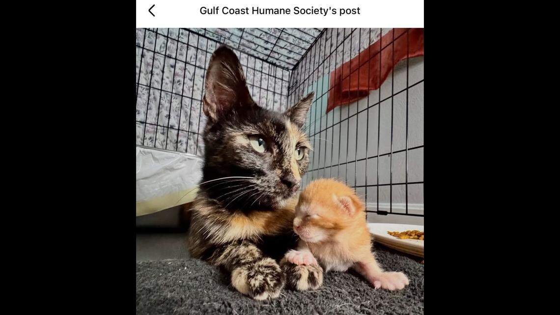 Mama and her new baby