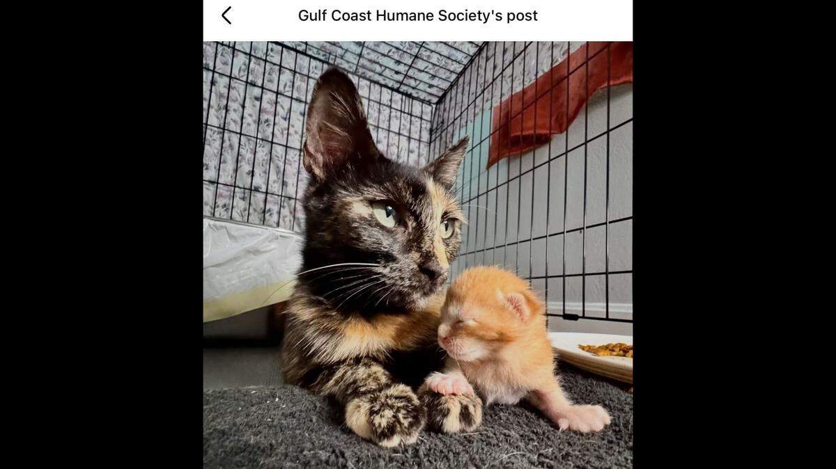Mama and her new baby