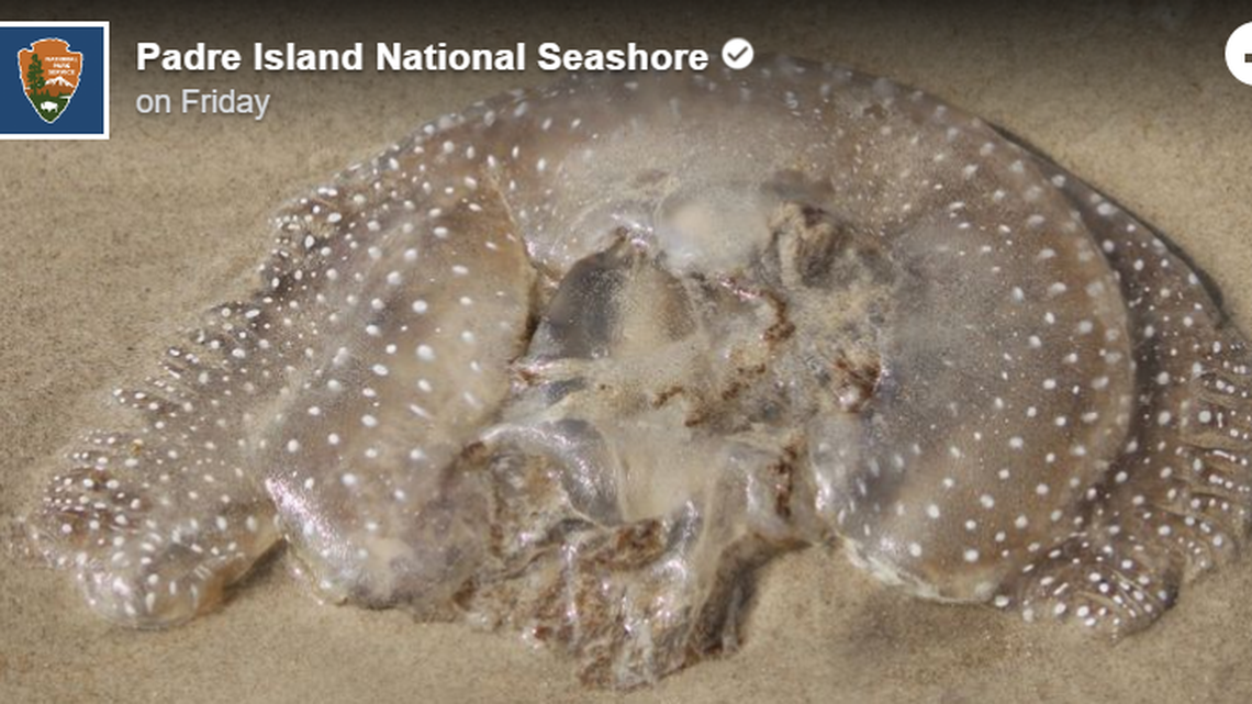 A spotted blob-like creature recently washed up on a Texas beach, photos show.