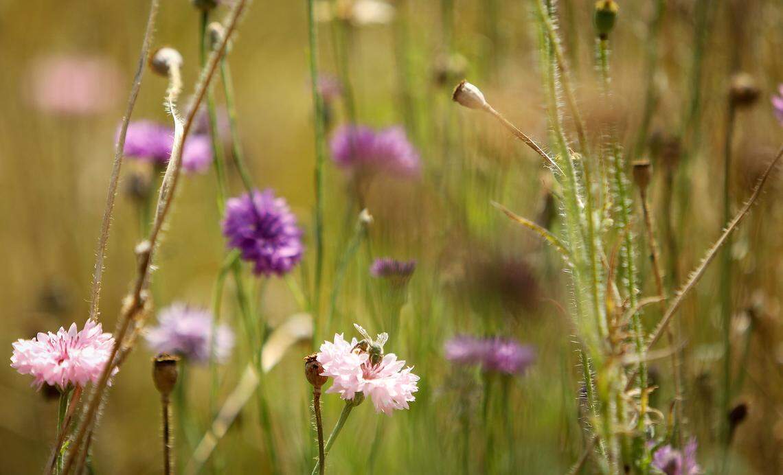 A bee feeds on a wildflower at River Legacy Park in Arlington on Friday, May 22, 2020.