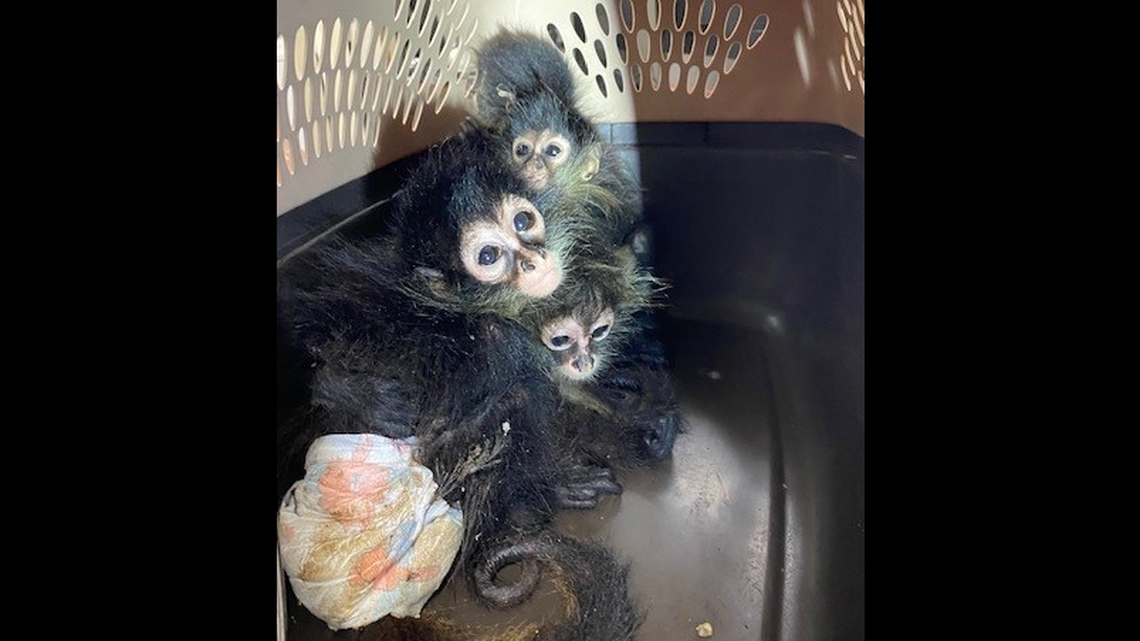 The primates were sent back to Mexico following the discovery.