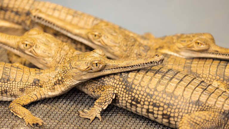 Fort Worth Zoo welcomes baby gharial crocodiles for 4th consecutive year
