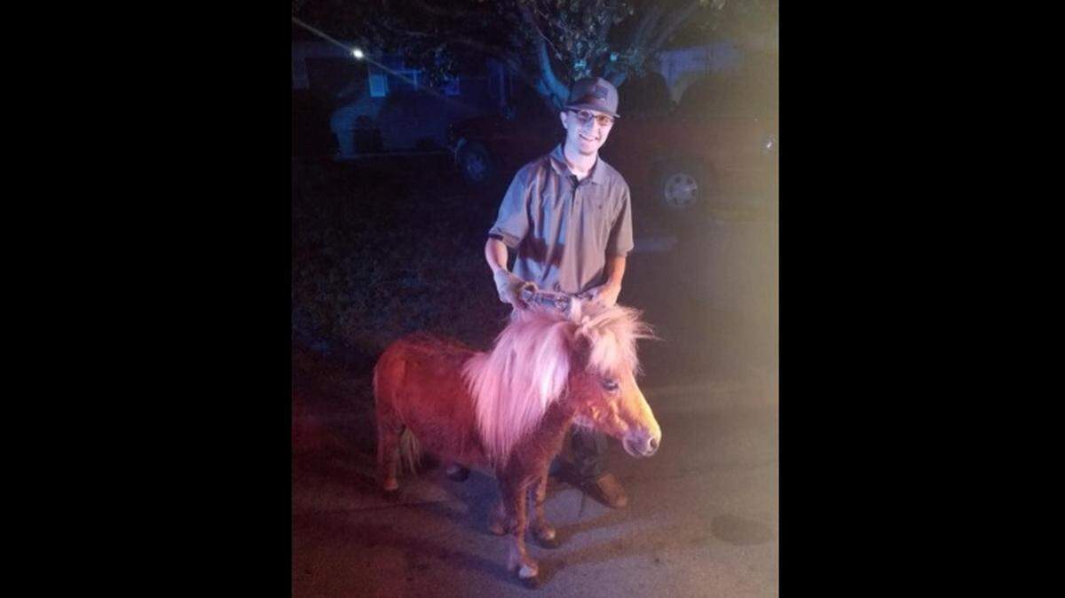Calf-roper Colby Caudle had quite an experience on a Friday night ride-along with Haltom City police officer Dusty Simmons. Caudle helped capture a loose miniature horse that was running down Beach Street.