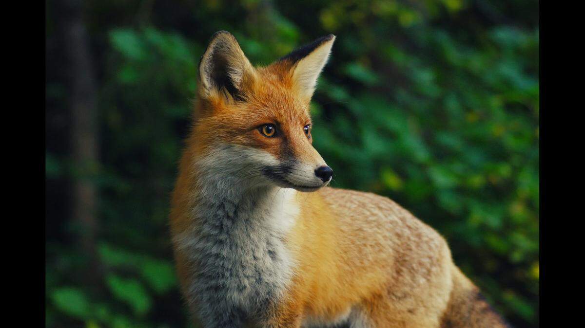 A fox (not the one pictured) attacked several people in separate incidents at a park in San Marcos, Texas, and officials believe it may be rabid.