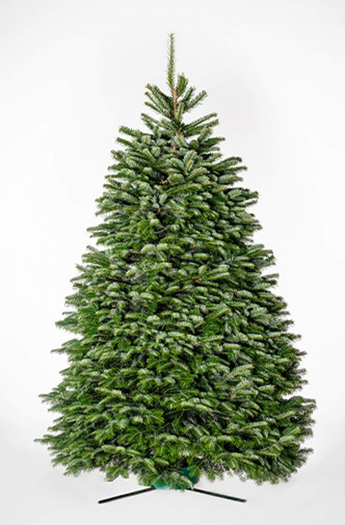 Nordmann Fir Christmas tree.