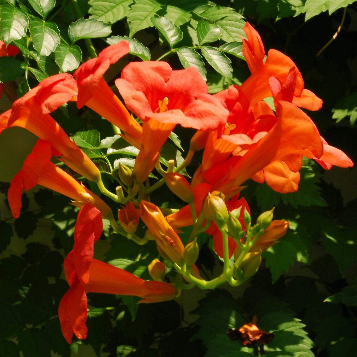 The wild native trumpetcreeper is a compelling vine, but the plants send up root sprouts all over their surroundings.