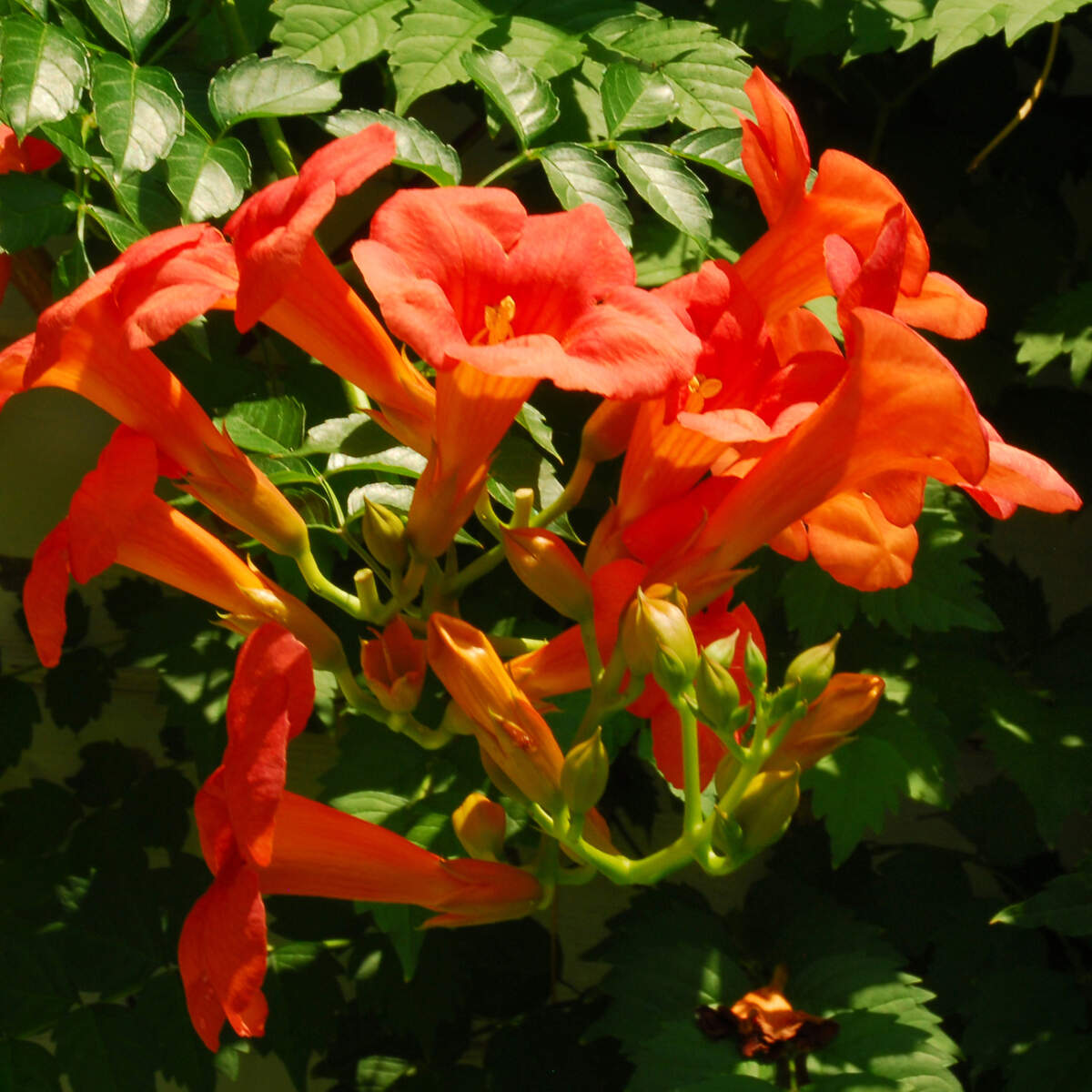 The wild native trumpetcreeper is a compelling vine, but the plants send up root sprouts all over their surroundings.
