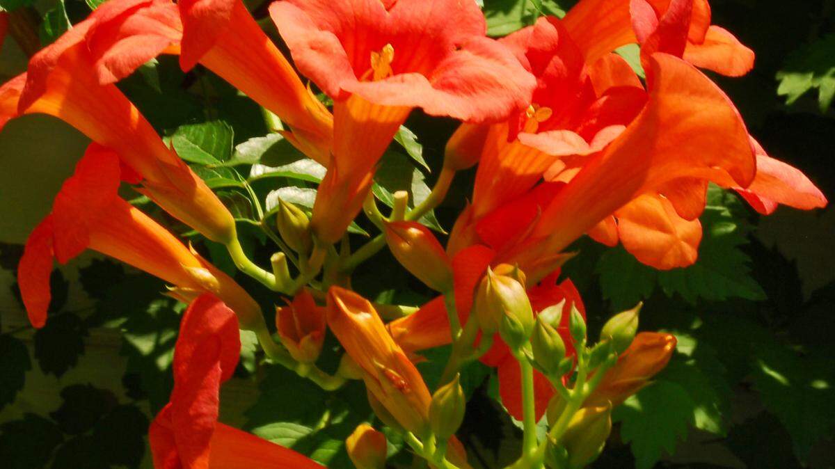 The wild native trumpetcreeper is a compelling vine, but the plants send up root sprouts all over their surroundings. 