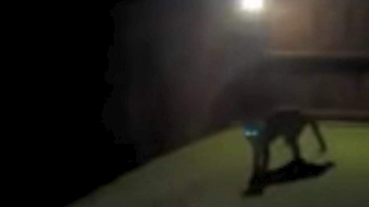 A mountain lion was caught on camera in a North Texas back yard on Nov. 1, 2024. A sighting was also reported in Lake Dallas six days earlier. Texas Parks and Wildlife officials are asking residents to be on the lookout and report any additional sightings.