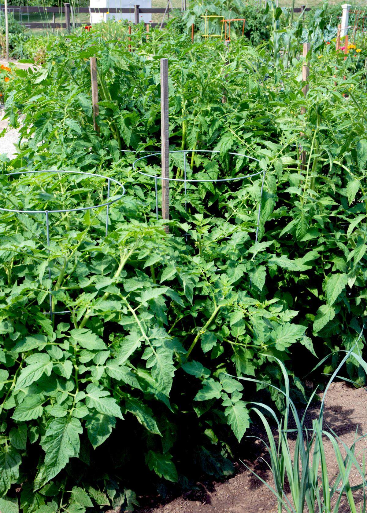 Tomato and pepper plants that surprise us in the garden or compost pile are called “volunteers.”