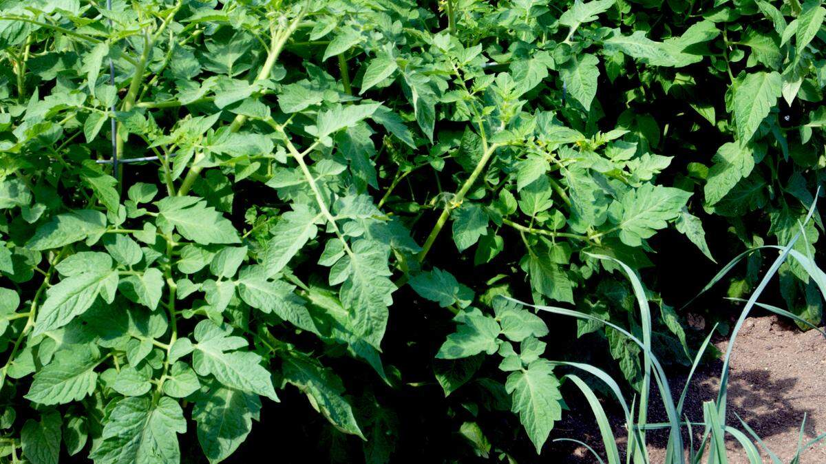 Plant small to mid-sized varieties of tomatoes and keep them off the ground for the best success. Also plant at the correct time and in 4-foot wire cages.