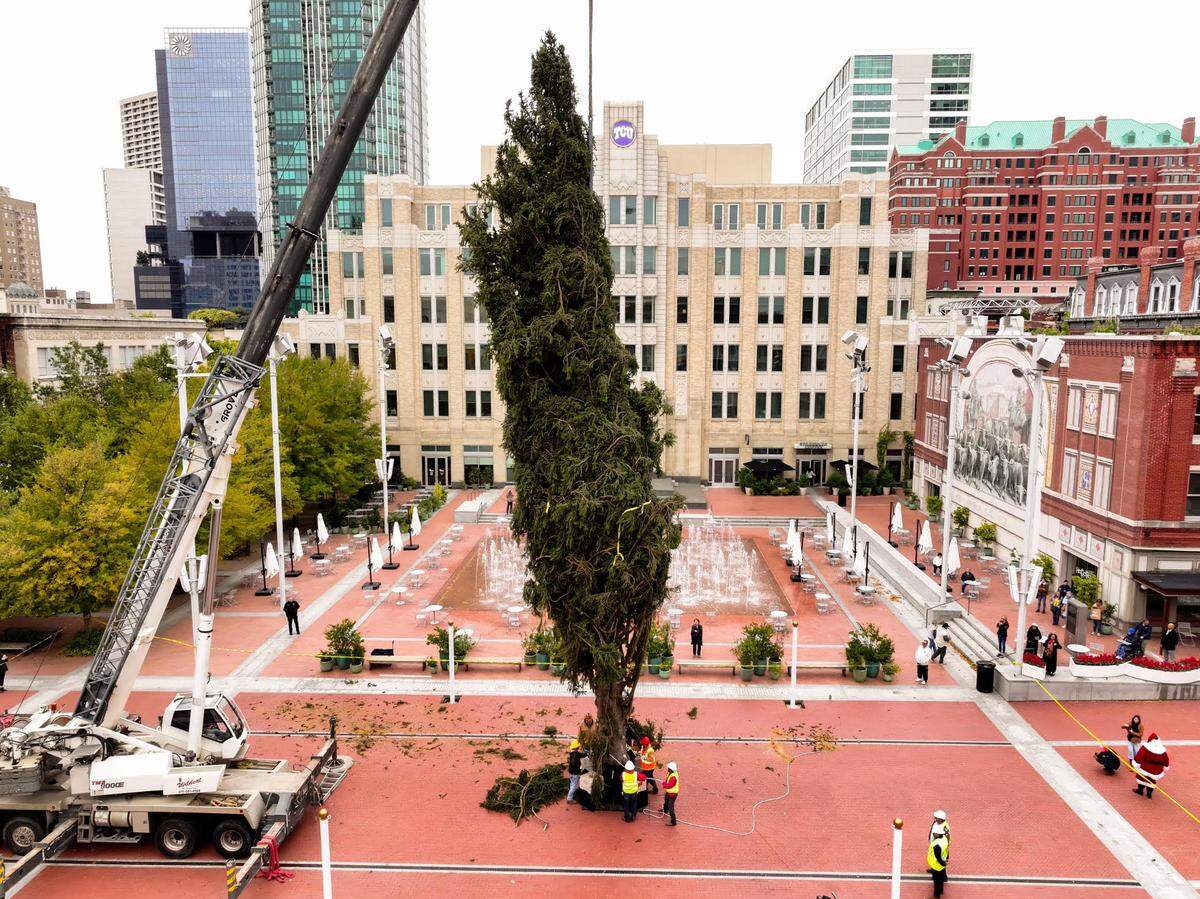 The 78th Annual Fort Worth Community Christmas Tree is an 82-foot Norway Spruce.