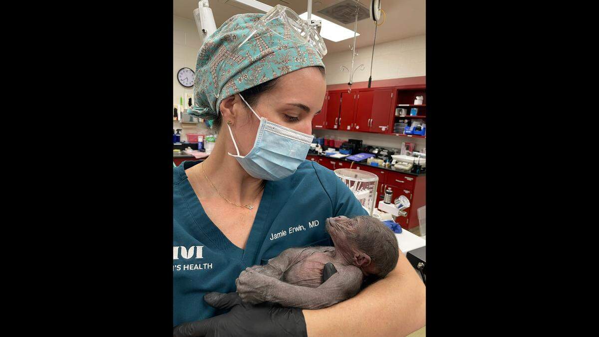 Dr. Jamie Walker Erwin delivered baby gorilla Jameela by C-section for the Fort Worth Zoo.