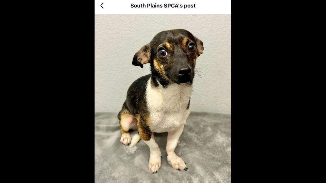 Kyler loves cuddles and praise.