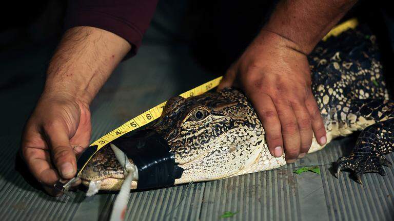 We went alligator tagging in Fort Worth. Here’s what they’re like up close