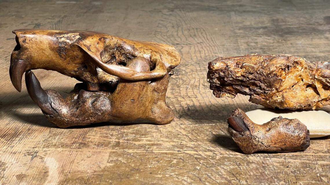 The skull of the prehistoric beaver, Anchitheriomys buceei, and a skull reconstruction (on the left).