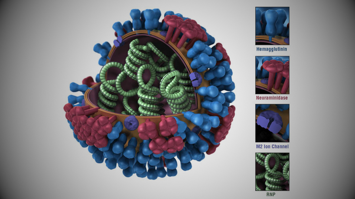 Influenza A virus. Influenza A virus.
