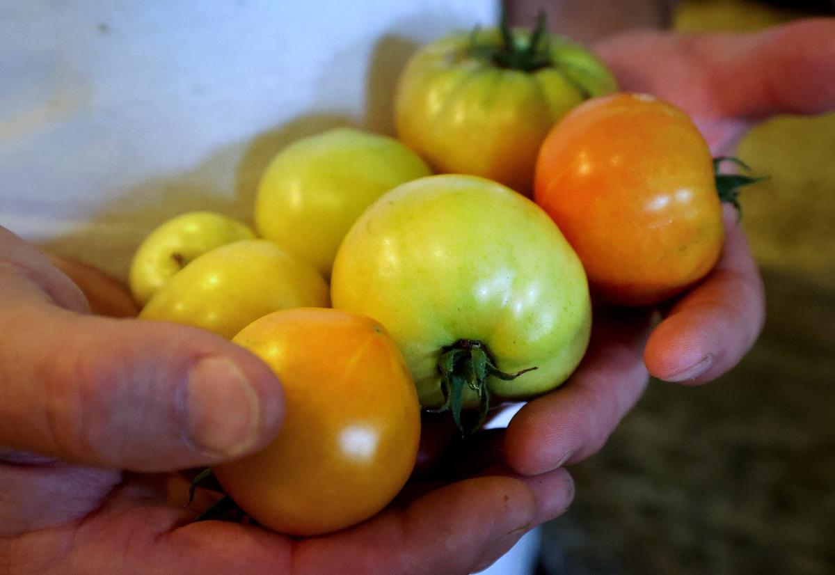 James Farmer holds tomatoes he’s grown in his garden that he no longer eats because of the high level of forever chemicals on the land. Farmer said growing his own produce and fishing in his ponds were some of the things he loved the most about living on land in rural Johnson County.