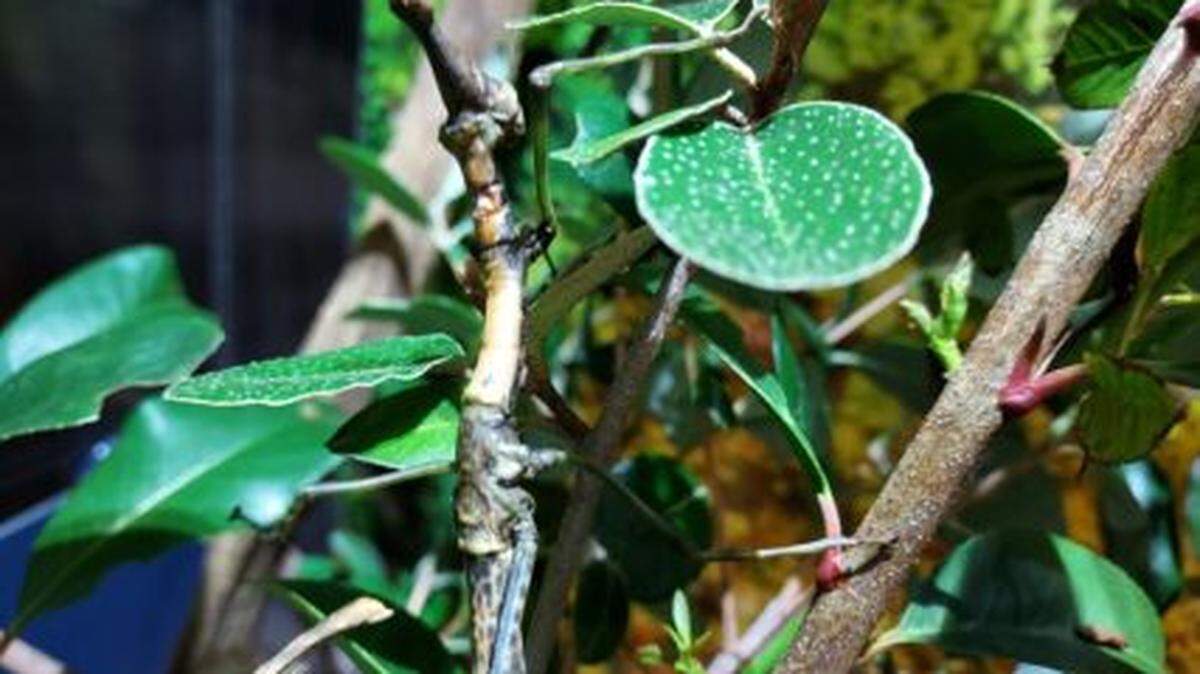 Workers at the Houston Zoo crafted the “world’s tiniest neck” brace to help a tiny insect heal after shedding its exoskeleton.