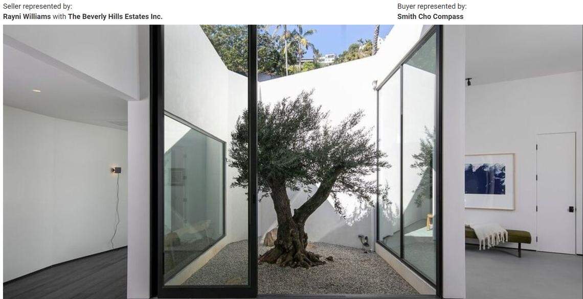 Glass atrium with a centenarian olive tree